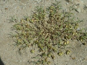 Astragalus douglasii Plant